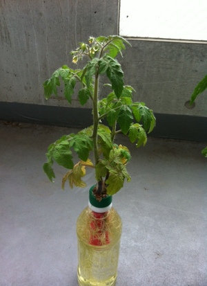 20120723-01.JPG