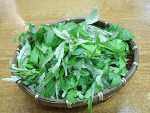 20090509-04.JPG