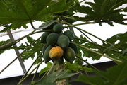 20090513-00.JPG