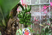 20090513-02.JPG
