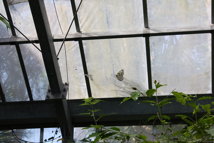 20090513-03.JPG