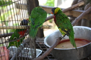 20090513-04.JPG