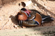 20090513-05.JPG