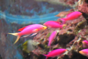 20090513-12.JPG