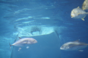 20090513-15.JPG