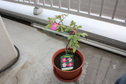 20100720-00.JPG