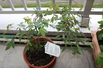 20100720-03.JPG