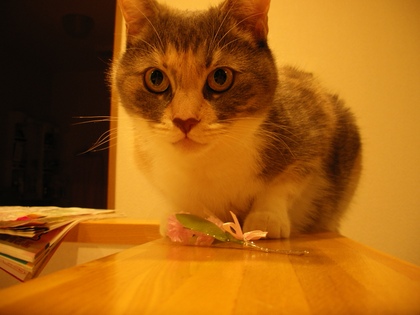 20090110-01.JPG
