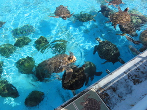 20120301-03.JPG