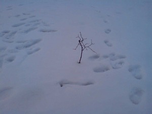 芸術？