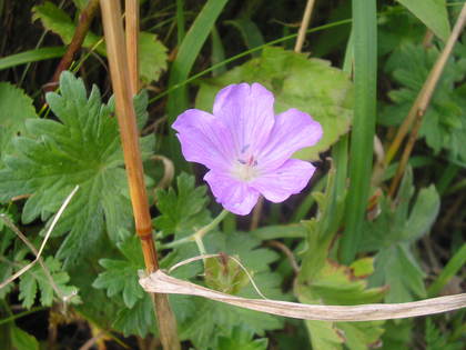 20070814-06.JPG