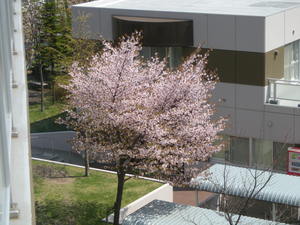 20090505-02.JPG