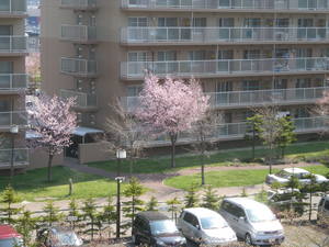 20090505-03.JPG