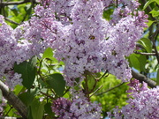 20070525-01.JPG
