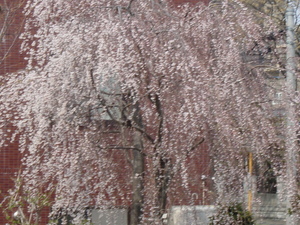 20080423-00.JPG