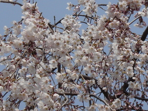 20080423-01.JPG