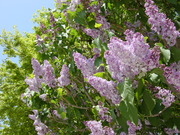20080511-01.JPG