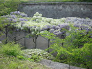 20080527-20.JPG