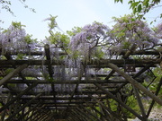 20080527-21.JPG