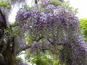 20080527-22.JPG