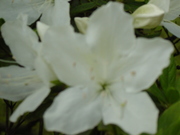 20080527-23.JPG