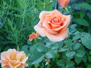 20080629-00.JPG