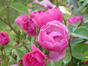 20080629-01.JPG