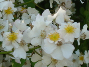 20080629-02.JPG