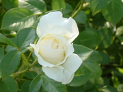20080629-03.JPG