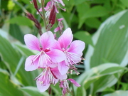 20080629-04.JPG