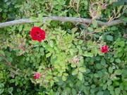 20080629-05.JPG