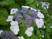 20080801-00.JPG