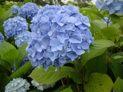 20080801-01.JPG
