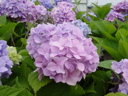 20080801-02.JPG