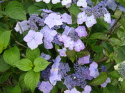 20080801-03.JPG