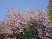 20090504-01.jpg