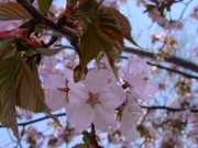 20090504-02.jpg