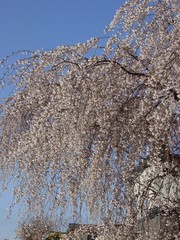 20100516-01.JPG
