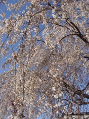 20100516-02.JPG