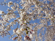 20100516-03.JPG