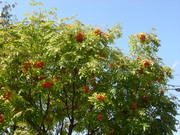 20100930-03.JPG