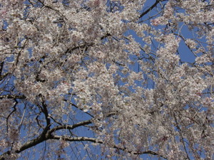 20110412-02.JPG