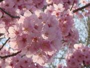 20110412-03.JPG