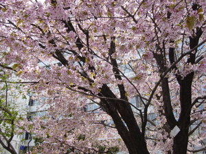 20110512-00.JPG