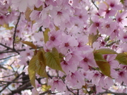 20110512-01.JPG
