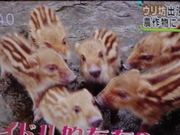 ウリ坊！