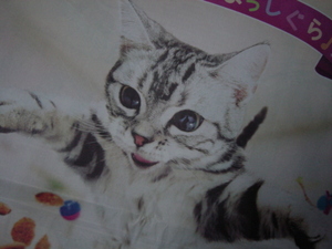 ネコまっしぐら！！