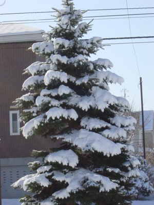 メリークリスマス…