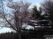 20120504-05.JPG