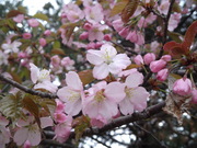 20120504-06.JPG